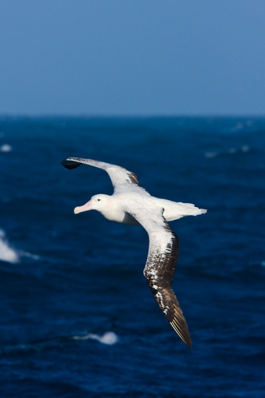 Wandering Albatross In Flight